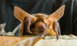 Live bat at NorCal Bats animal encounter for kids at Civic Center Library in San Rafael  