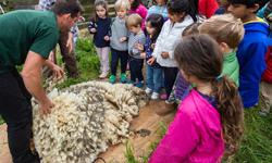 Family Farm Day - Sheep to Shawl, Slide Ranch