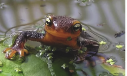 Discovery Station: Newts at the UC Botanical Garden at Berkeley