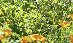 Family Farm Days: Slide in Bloom