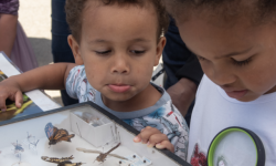 Pollinator Day at Presidio Tunnel Tops, San Francisco