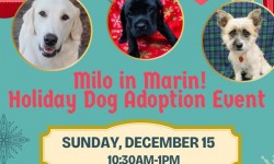 Holiday Dog Adoption Event with Milo Foundation, Larkspur Landing