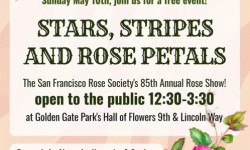 85th Annual Mother's Day Rose Show, San Francisco