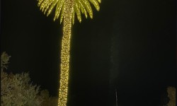 Illuminated palm tree and holiday lights at the Lighting of the Sonoma Plaza celebration in Sonoma, California.