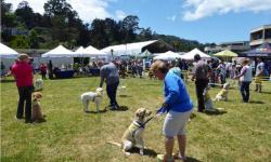 2nd Annual WAG Dog Festival Sausalito