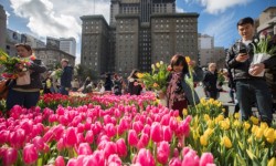Tulip Day, San Francisco