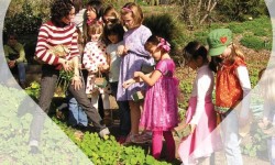 Family Program: Botanical Valentine Tea, UC Botanical Garden at Berkeley