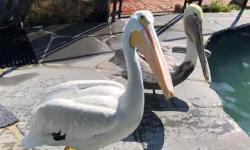Pelicans at WildCare