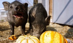 Halloween Trick or Treat at Charlie's Acres
