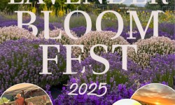 Sunset Fridays at Bees N Blooms, Santa Rosa