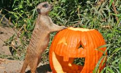 Boo at the Zoo, Oakland Zoo