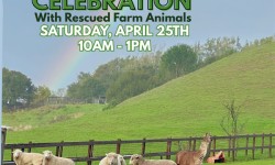 Earth Day Celebration With Rescued Farm Animals, Rancho Compasión