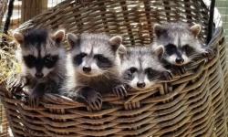 Baby raccoons