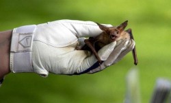 Gloved hand holding bat