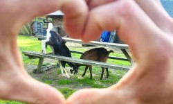 Goats on and under picnic table viewed through hands making heart symbol
