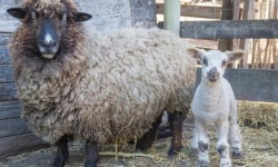 Sheep and lamb at Slide Ranch