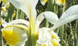 Yellow and white iris flowers