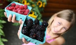 Novato Farmers Market, Downtown Novato