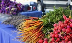 Point Reyes Farmers Market