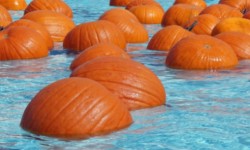 Terra Linda Pool: Floating Pumpkin Patch