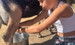 Goat Milking at Slide Ranch