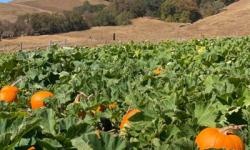 Grossi Family Farm Pumpkin Patch