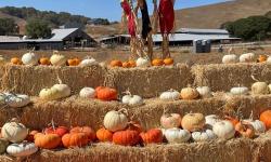 Grossi Family Farm Pumpkin Patch