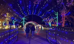 Marin Holiday Light Spectacular