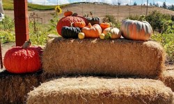 Weekend Along Farm Trails Fall Tour