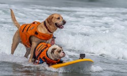 Dogs surfing