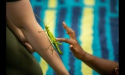 Insect lab stick insect on someone's arm