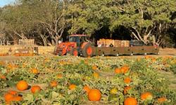 Mickelson Pumpkin Patch, Petaluma