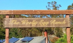 Woolly Egg Ranch sign