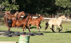 Morgan horses at Pt Reyes