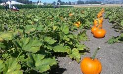 Petaluma Pumpkin Patch, Petaluma