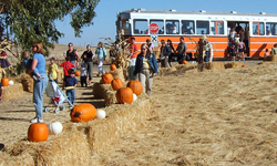 Western Railway Museum Pumpkin Patch Festival
