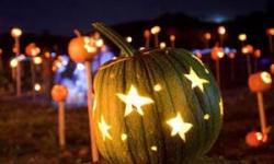 Pumpkins on Pikes, Tara Firma Farm in Petaluma