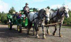 Garlock Tree Farm–Sebastopol