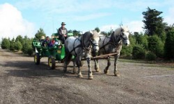Garlock Tree Farm, Sebastopol