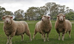 Sheep Shearing Day at Petaluma Adobe State Historic Park