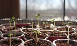Seed starts in window