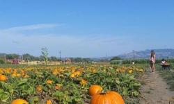 Santa Rosa Pumpkin Patch