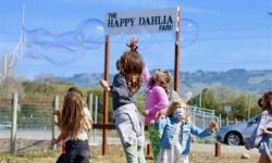 Giant Bubble Show at The Happy Dahlia Farm