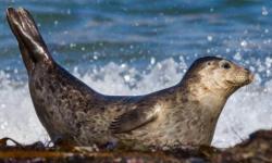 seal on beach