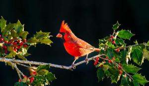 Image of red cardinal on branch