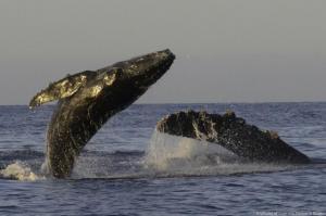 When Whales Win, Everyone Wins: How a Whale Study in Mexico Transformed a Community, Katherina Audley - American Cetacean Society
