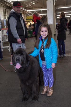 Golden Gate Kennel Club Dog Show