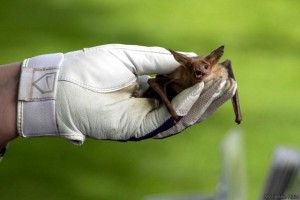 NorCal Bats!, San Anselmo Library