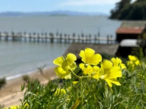 China Camp pier and flowers