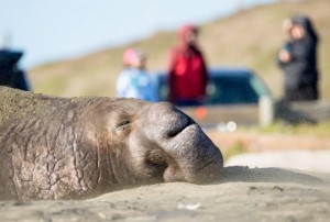 Elephant seal